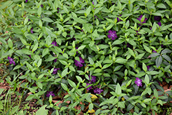 Wine Periwinkle (Vinca minor 'Atropurpurea') at Glasshouse Nursery