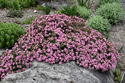 Rose Daphne (Daphne cneorum) at Glasshouse Nursery