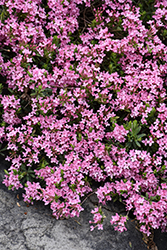 Rose Daphne (Daphne cneorum) at Glasshouse Nursery