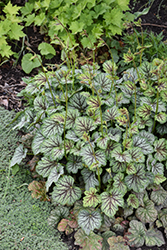 Green Spice Coral Bells (Heuchera 'Green Spice') at Glasshouse Nursery