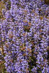 Chocolate Chip Bugleweed (Ajuga reptans 'Chocolate Chip') at Glasshouse Nursery