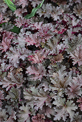 Purple Petticoats Coral Bells (Heuchera 'Purple Petticoats') at Glasshouse Nursery