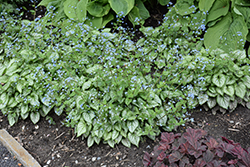 Jack Frost Bugloss (Brunnera macrophylla 'Jack Frost') at Glasshouse Nursery