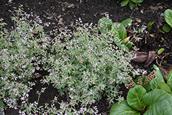 Touch Of Class Jacob's Ladder (Polemonium reptans 'Touch Of Class') at Glasshouse Nursery