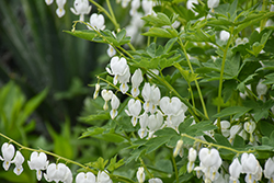 White Bleeding Heart (Dicentra spectabilis 'Alba') at Glasshouse Nursery