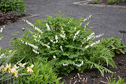 White Bleeding Heart (Dicentra spectabilis 'Alba') at Glasshouse Nursery