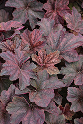 Palace Purple Coral Bells (Heuchera micrantha 'Palace Purple') at Glasshouse Nursery