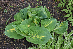 Thunderbolt Hosta (Hosta 'Thunderbolt') at Glasshouse Nursery