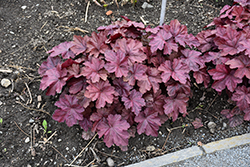 Beaujolais Coral Bells (Heuchera 'Beaujolais') at Glasshouse Nursery