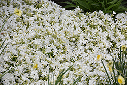 White Delight Moss Phlox (Phlox subulata 'White Delight') at Glasshouse Nursery