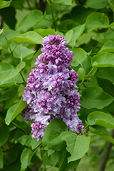 Katherine Havemeyer Lilac (Syringa vulgaris 'Katherine Havemeyer') at Glasshouse Nursery