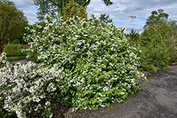 Smooth Deutzia (Deutzia glabrata) at Glasshouse Nursery