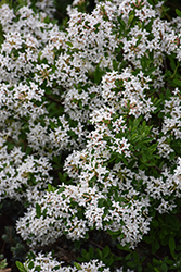 Burkwood Daphne (Daphne x burkwoodii) at Glasshouse Nursery
