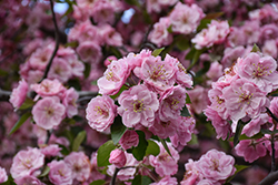 Brandywine Flowering Crab (Malus 'Brandywine') at Glasshouse Nursery