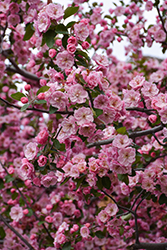 Brandywine Flowering Crab (Malus 'Brandywine') at Glasshouse Nursery