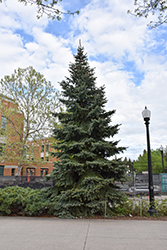 Baby Blue Eyes Spruce (Picea pungens 'Baby Blue Eyes') at Glasshouse Nursery