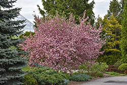 Brandywine Flowering Crab (Malus 'Brandywine') at Glasshouse Nursery