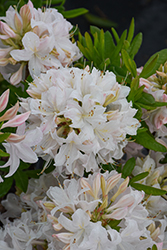 White Lights Azalea (Rhododendron 'White Lights') at Glasshouse Nursery