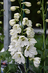 Guardian White Larkspur (Delphinium 'Guardian White') at Glasshouse Nursery