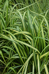 El Dorado Feather Reed Grass (Calamagrostis x acutiflora 'El Dorado') at Glasshouse Nursery