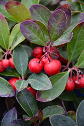 Creeping Wintergreen (Gaultheria procumbens) at Glasshouse Nursery