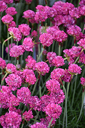 Dusseldorf Pride Sea Thrift (Armeria maritima 'Dusseldorf Pride') at Glasshouse Nursery