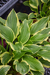 So Sweet Hosta (Hosta 'So Sweet') at Glasshouse Nursery