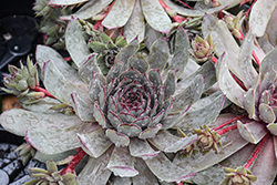 Big Blue Hens And Chicks (Sempervivum 'Big Blue') at Glasshouse Nursery
