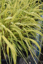 Golden Variegated Hakone Grass (Hakonechloa macra 'Aureola') at Glasshouse Nursery