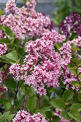 Fairytale Tinkerbelle Lilac (Syringa 'Bailbelle') at Glasshouse Nursery