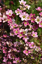 Purple Robe Saxifrage (Saxifraga x arendsii 'Purple Robe') at Glasshouse Nursery