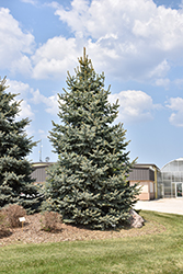 Baby Blue Blue Spruce (Picea pungens 'Baby Blue') at Glasshouse Nursery