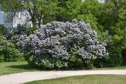 Common Lilac (Syringa vulgaris) at Glasshouse Nursery