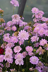 Pink Mist Pincushion Flower (Scabiosa 'Pink Mist') at Glasshouse Nursery