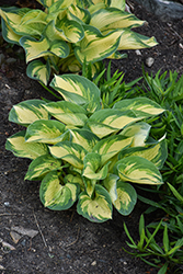 Great Expectations Hosta (Hosta 'Great Expectations') at Glasshouse Nursery