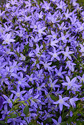 Blue Waterfall Serbian Bellflower (Campanula poscharskyana 'Blue Waterfall') at Glasshouse Nursery
