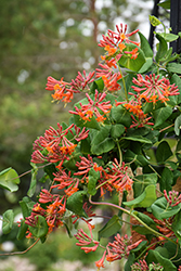 Dropmore Scarlet Trumpet Honeysuckle (Lonicera x brownii 'Dropmore Scarlet') at Glasshouse Nursery
