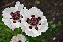 Royal Wedding Poppy (Papaver orientale 'Royal Wedding') at Glasshouse Nursery