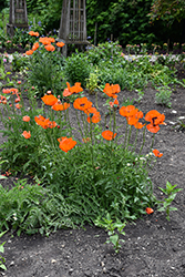 Oriental Poppy (Papaver orientale) at Glasshouse Nursery