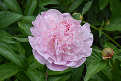 Sarah Bernhardt Peony (Paeonia 'Sarah Bernhardt') at Glasshouse Nursery
