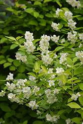 Golden Mockorange (Philadelphus coronarius 'Aureus') at Glasshouse Nursery