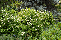 Golden Mockorange (Philadelphus coronarius 'Aureus') at Glasshouse Nursery
