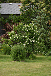 Arrowwood (Viburnum dentatum) at Glasshouse Nursery