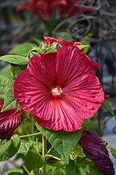 Luna Red Hibiscus (Hibiscus moscheutos 'Luna Red') at Glasshouse Nursery