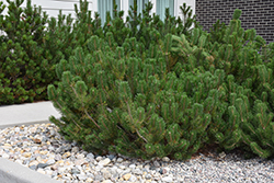 Mugo Pine (Pinus mugo) at Glasshouse Nursery