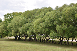 Golden Willow (Salix alba 'Vitellina') at Glasshouse Nursery