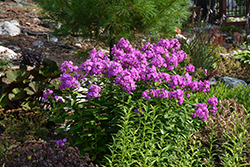 Flame Purple Garden Phlox (Phlox paniculata 'Flame Purple') at Glasshouse Nursery