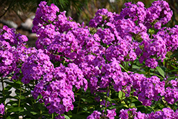 Flame Purple Garden Phlox (Phlox paniculata 'Flame Purple') at Glasshouse Nursery
