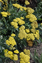 Moonshine Yarrow (Achillea 'Moonshine') at Glasshouse Nursery