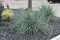 Blue Dune Lyme Grass (Leymus arenarius 'Blue Dune') at Glasshouse Nursery